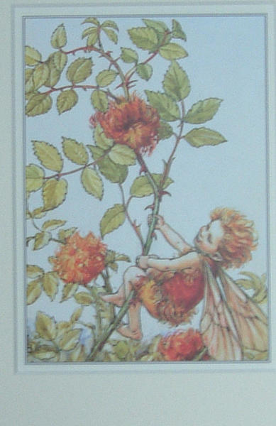     Hedgerow Fairy.