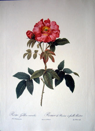 Rosa Gallica caerulea