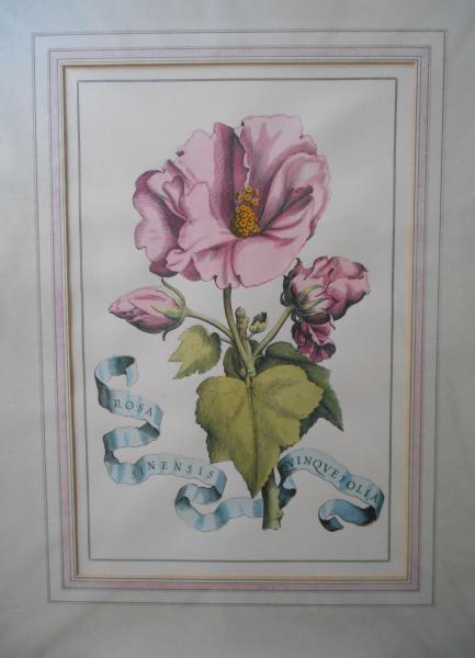 Rosa Sinensis Quinquefloria