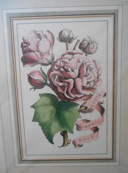 Rosa Sinensis Foliosa